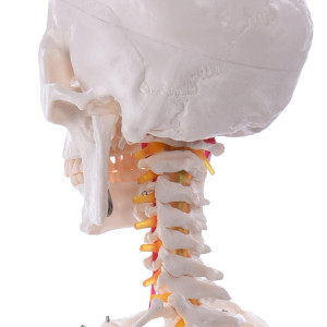 Anatomie Skelett Mensch mit Nervenenden