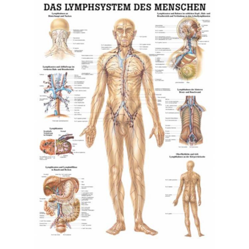 Öffne "Das Lymphsystem des Menschen" und "Lymphdrainage"