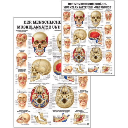 Öffne "Muskelsystem des Menschen" von verschiedenen Körperextremitäten