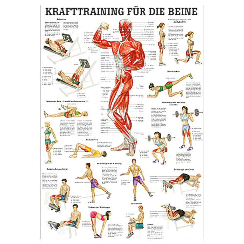 Öffne Lehrtafel & Mini-Poster für Krafttraining für die Beine