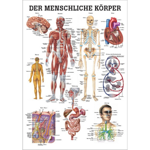 Öffne Mini-Poster "Der menschliche Körper", laminiert